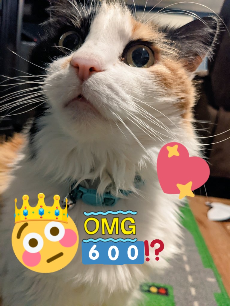 600 new friends!? you're all so lovely, thankyou so much for following my adventures! 💐🥰✨