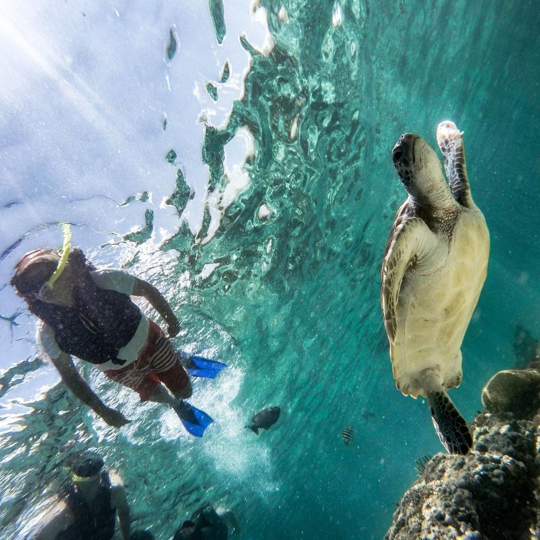 Finish the caption: 

You could be here having a turt-llay awesome Sunday, but instead, your __________. 

<a href="/catamaya/">Catalina Amaya</a>.sailing