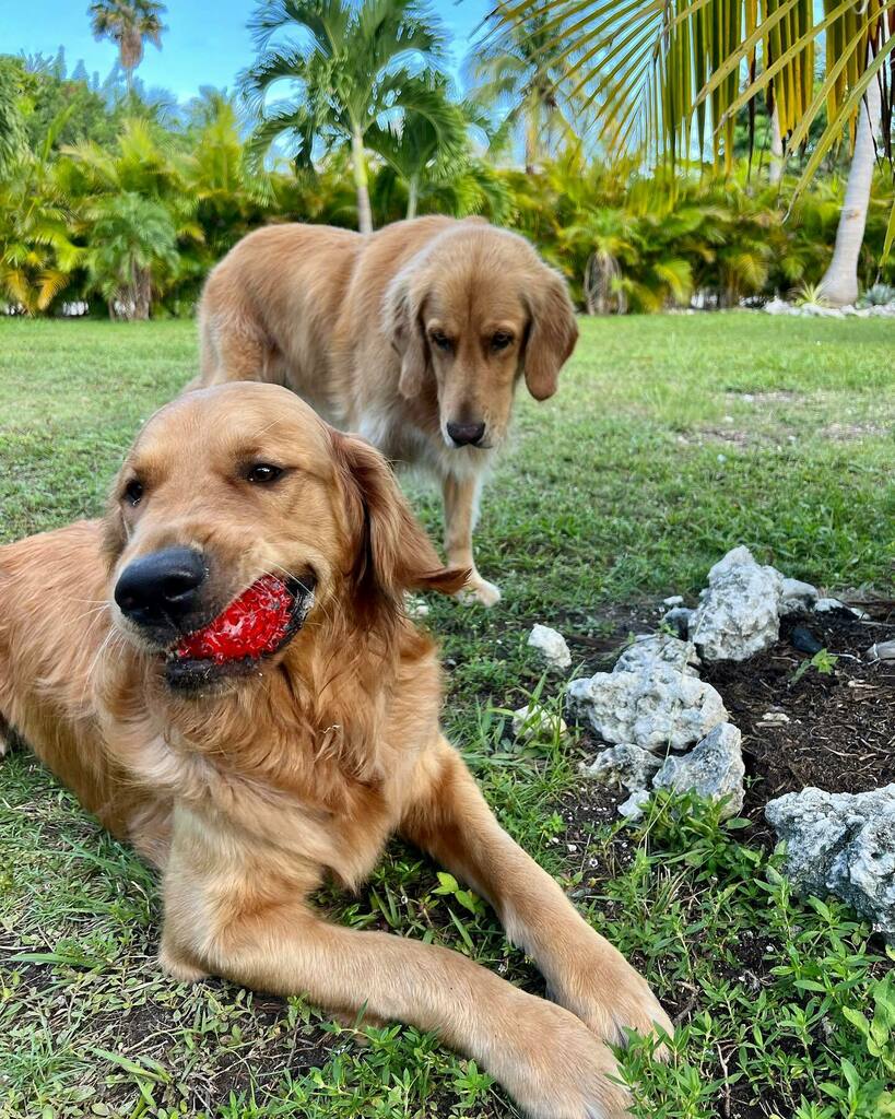 The Golden Ratio tweet media