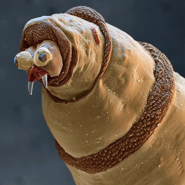 fly under microscope