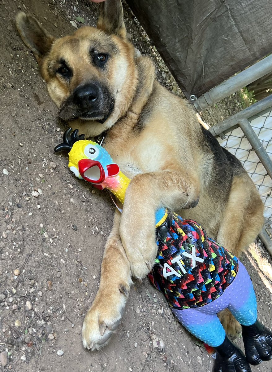 austinpetsalive's tweet photo. Everybody loves @pollofcATX and @AustinFC Honorary Mascot Fotis! They want you to help save #shelter pets at @austinpetsalive by donating now to #RaiseADayForAPA! Click on the #LinkInBio now to have your gift DOUBLED! #AustinFC #Verde #RaiseADayForAPA! #AdoptDontShop #PolloFC https://t.co/ZAVlXiQ7Kr