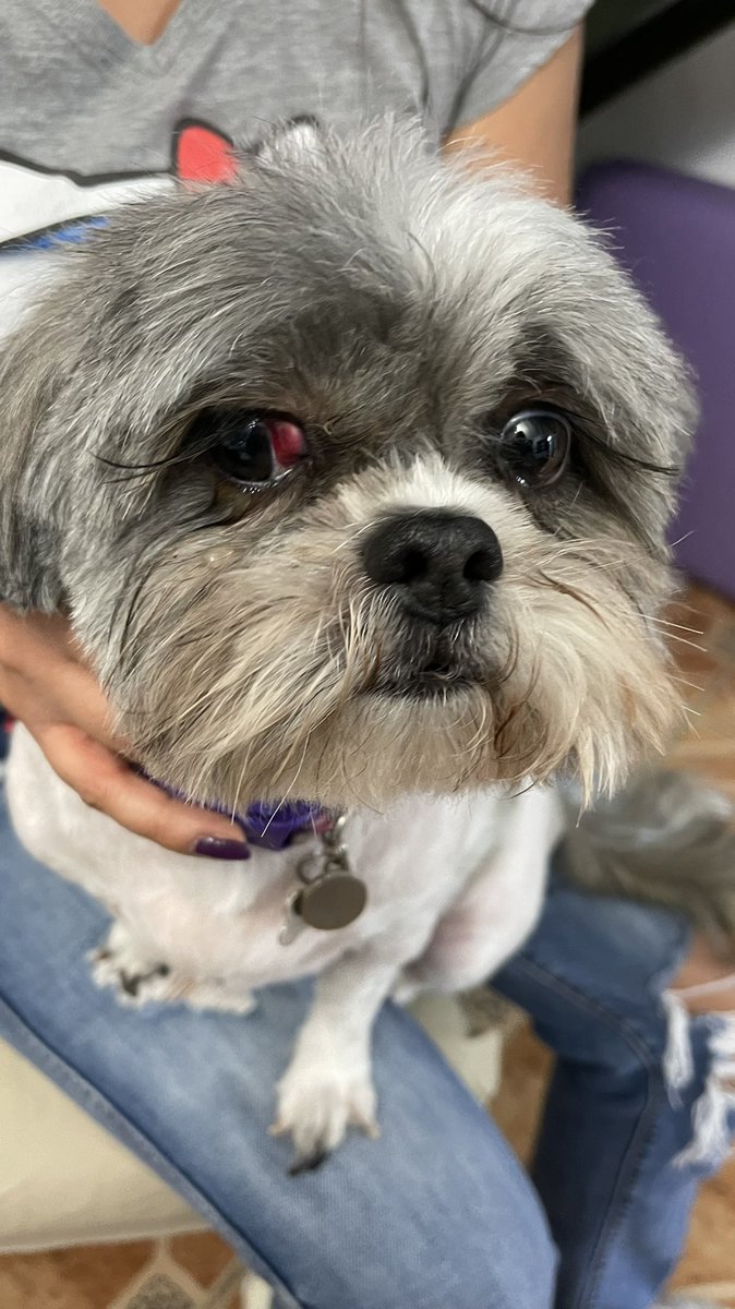 DianaPau_Brions's tweet photo. @PetcoMexico miren como me dejaron a mi perrita le cortaron el ojo, petco encuentro fortuna y su única respuesta es que la perra le dio estrés cuando no es la primera vez que la baño toda su vida ha teñido baños fuera exijo justicia para mi perrita https://t.co/saoIJQtl1N