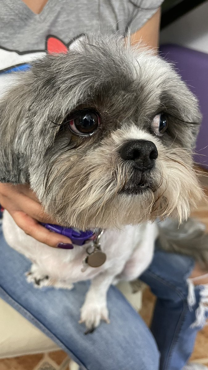 <a href="/PetcoMexico/">Petco México</a> miren como me dejaron a mi perrita le cortaron el ojo, petco encuentro fortuna y su única respuesta es que la perra le dio estrés cuando no es la primera vez que la baño toda su vida ha teñido baños fuera exijo justicia para mi perrita