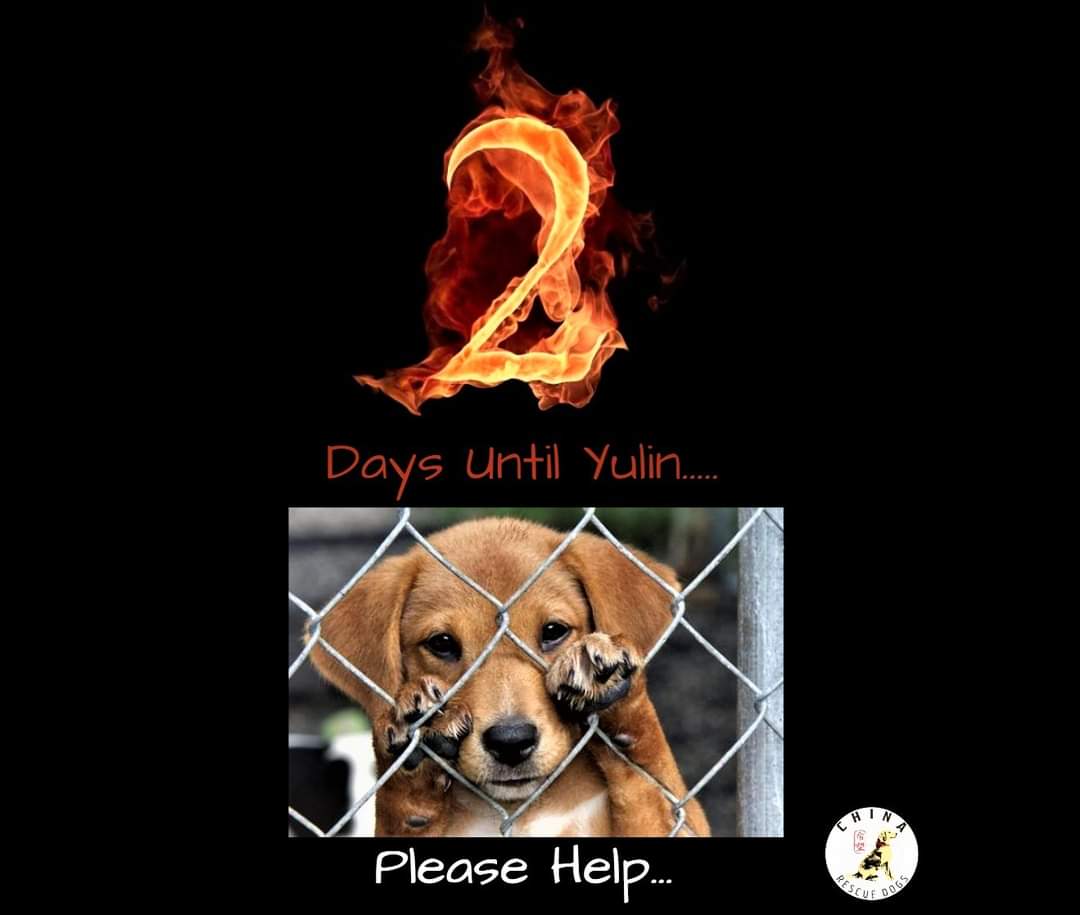 You have the power to help them.. Please donate today towards our Rescue Response Mission and help us save as many as we can... To help please follow this link:
app.mobilecause.com/form/sutS-w?vi…

Please Share

#stopcruelty #StopYulin #RescueMission #donationsneeded #savedogs