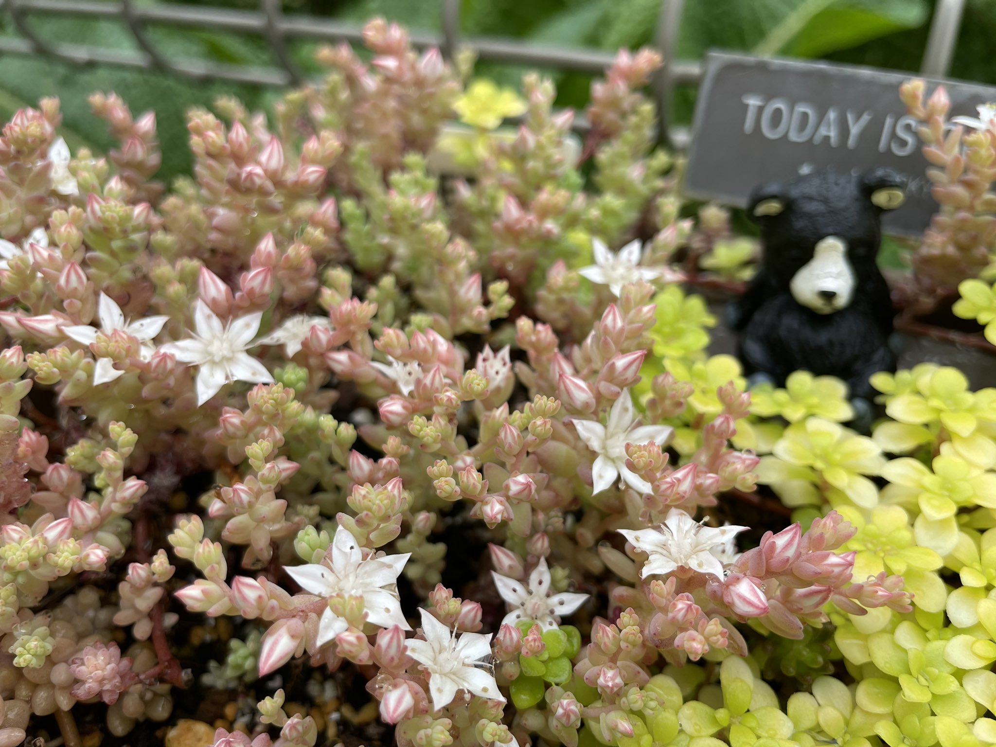 You Me セダムの花は可愛いって事にも触れて欲しかった 多肉植物 あさイチ T Co Wvqwmk2skq Twitter