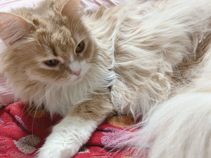 おはようのシャルちゃん🐱

今週も頑張りますっ💪🏻✨ 