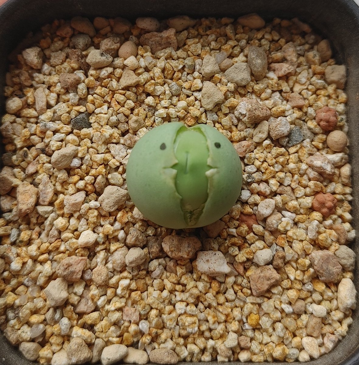 plantsickgirl's tweet photo. ...
어...? https://t.co/l80USKOaXp