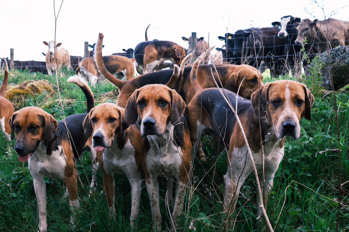 lurcherwork's tweet photo. #houndexercise #keephunting #countryliving #foxhound #rurallife https://t.co/vA3ZeTCpFG