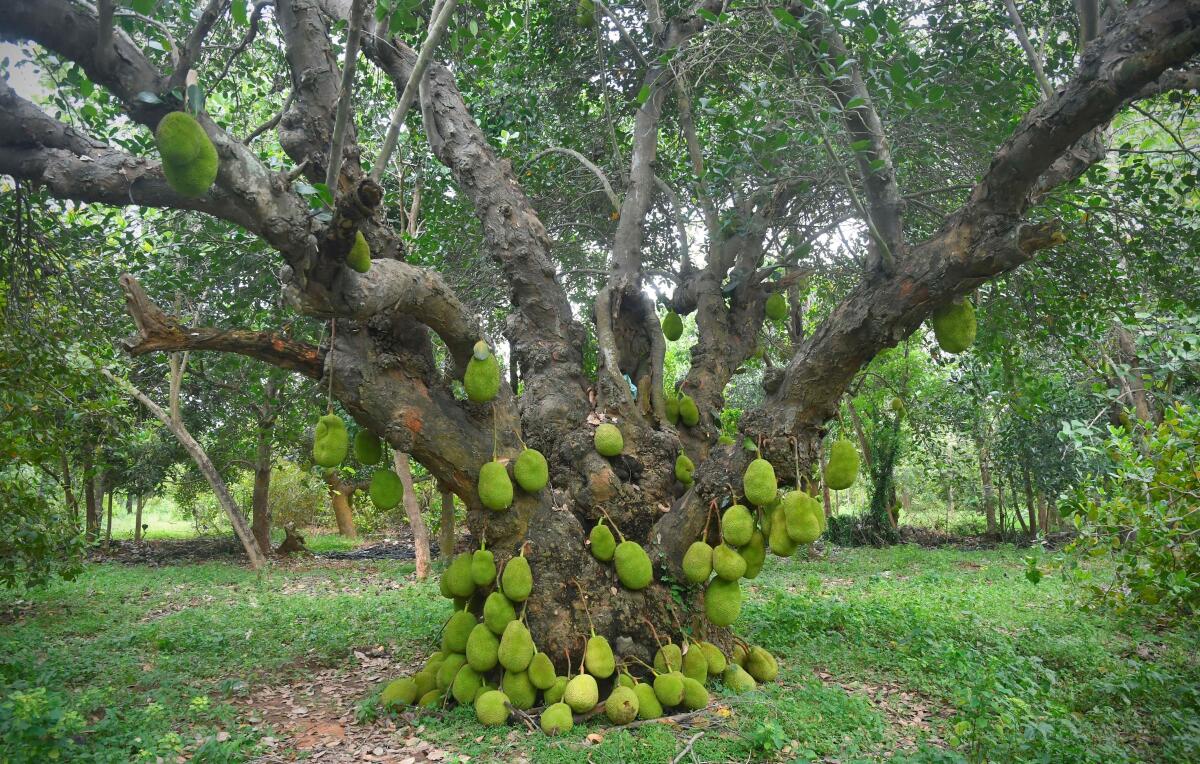 This is a heritage jackfruit tree in Panruti, Tamil Nadu. The tree