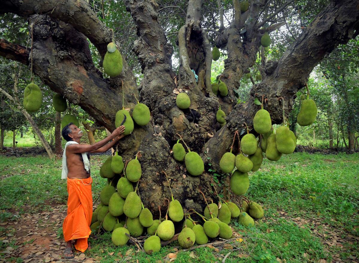 This is a heritage jackfruit tree in Panruti, Tamil Nadu. The tree
