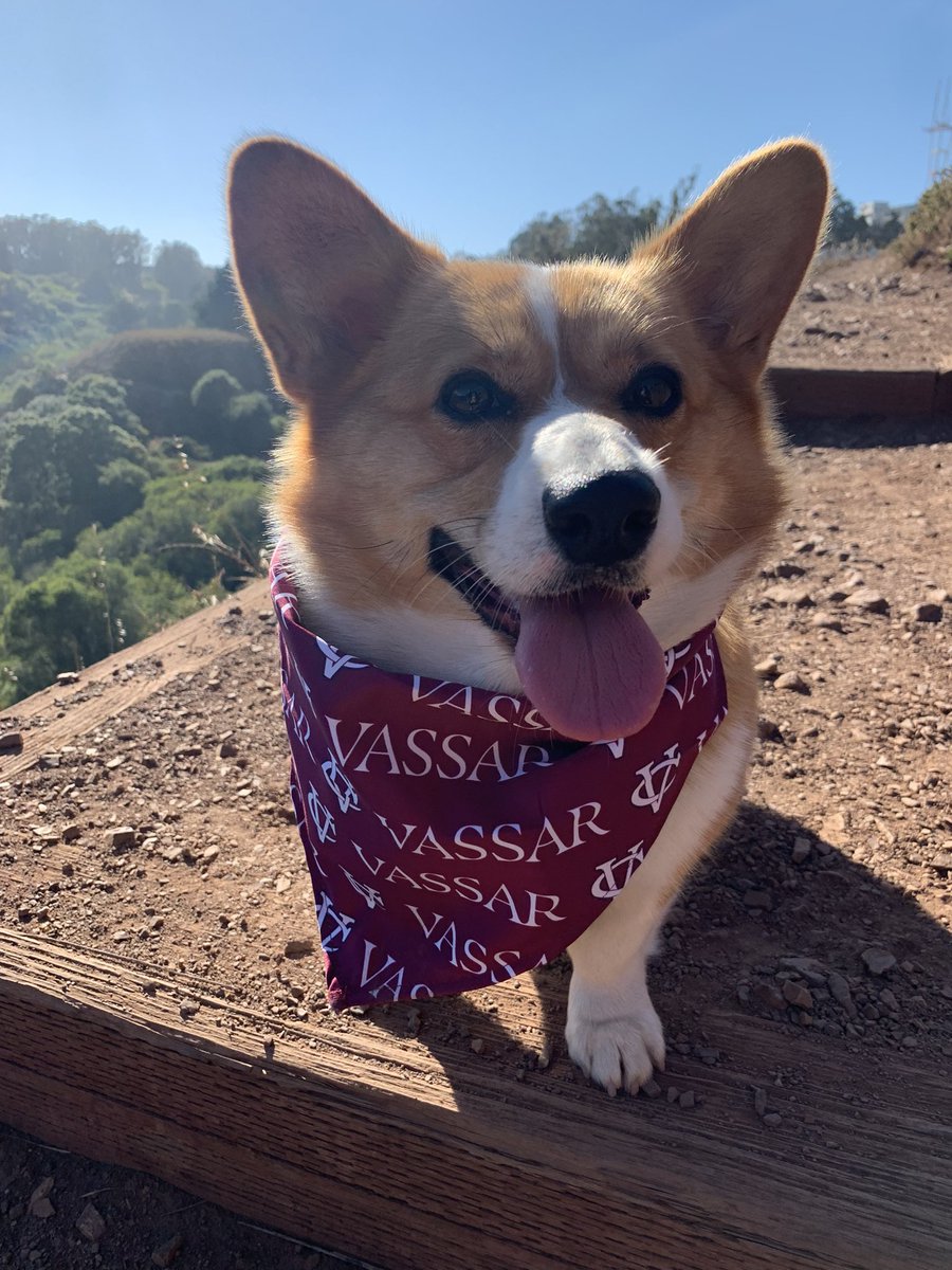 basilcorgi's tweet photo. i want to go to Vassar College! does anyone have any hot tips for how i can get in even though i have no brain? i love you all! https://t.co/eUrxQTF692