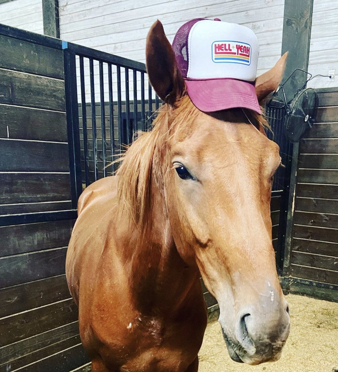 mirandalambert's tweet photo. Y’all welcome Cowboy to the Farmily! Our newest addition. Just in time for Father’s Day! When my friend Eric said a friend of his had a horse that needed to be re homed …. That’s never a no… It’s a hell yeah!
💙🦄 #ifiwasacowboy https://t.co/IxtHhEAclo