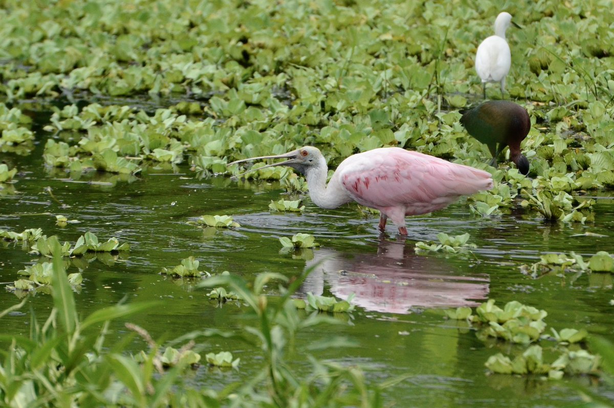 MarbleHoppers's tweet photo. .@lakelandgov Circle B Bar Reserve …. Excellent way to see the day!!!!!
#NaturePhotography #FathersDay #SundayFunday https://t.co/hBtUiTlGea