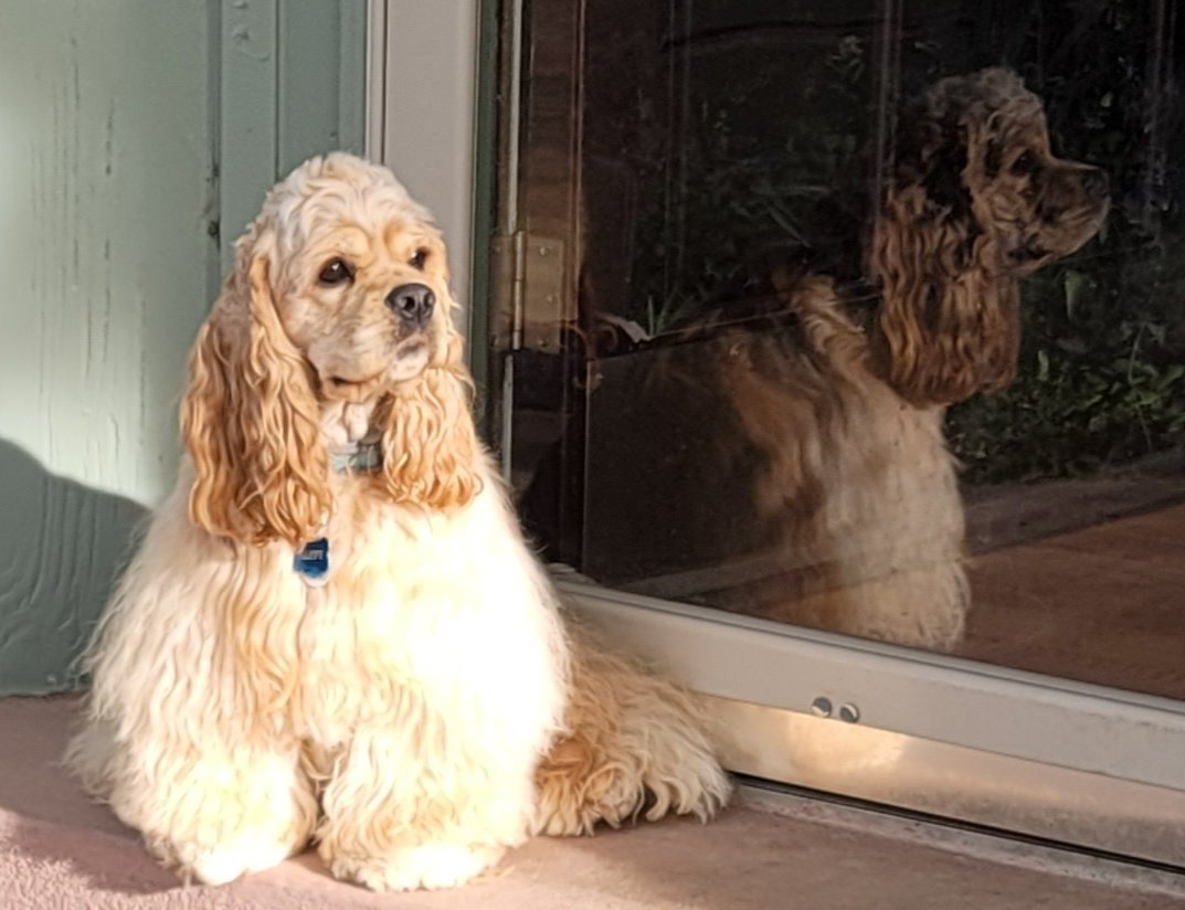 thecockerbros's tweet image. Please enjoy my magnificent floofage now, while you can, for tomorrow it will revert back to it's normal state, looking ramen noodlish.