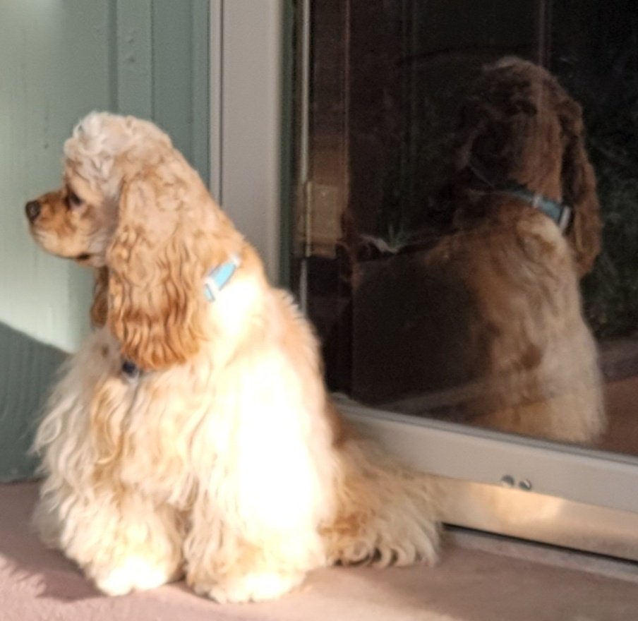 thecockerbros's tweet image. Please enjoy my magnificent floofage now, while you can, for tomorrow it will revert back to it's normal state, looking ramen noodlish.