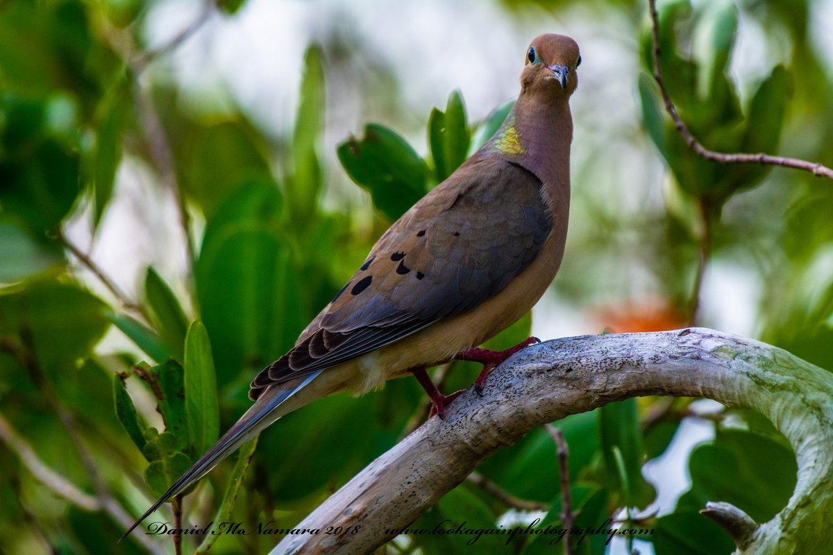 LowellMcnamara's tweet photo. "Mourning Dove Florida" #MourningDove #Dove #Birds #Birding #Nature #Florida #originalphotography #LookAgainPhotography original photography by Daniel McNamara https://t.co/L6P073dVqe