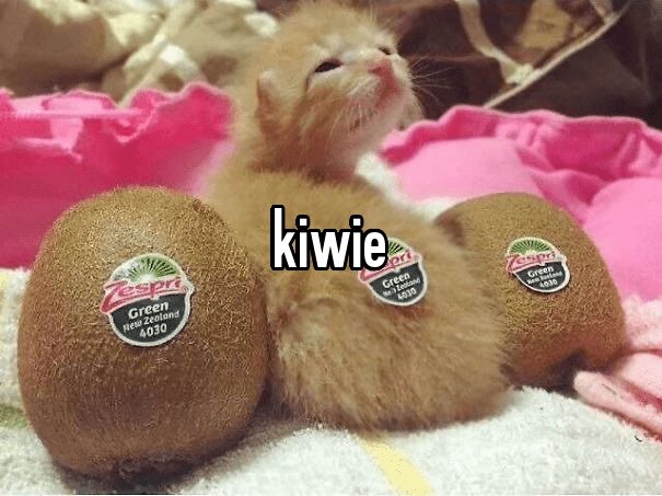 WholesomeMemes (@wholesomememe) on Twitter photo 