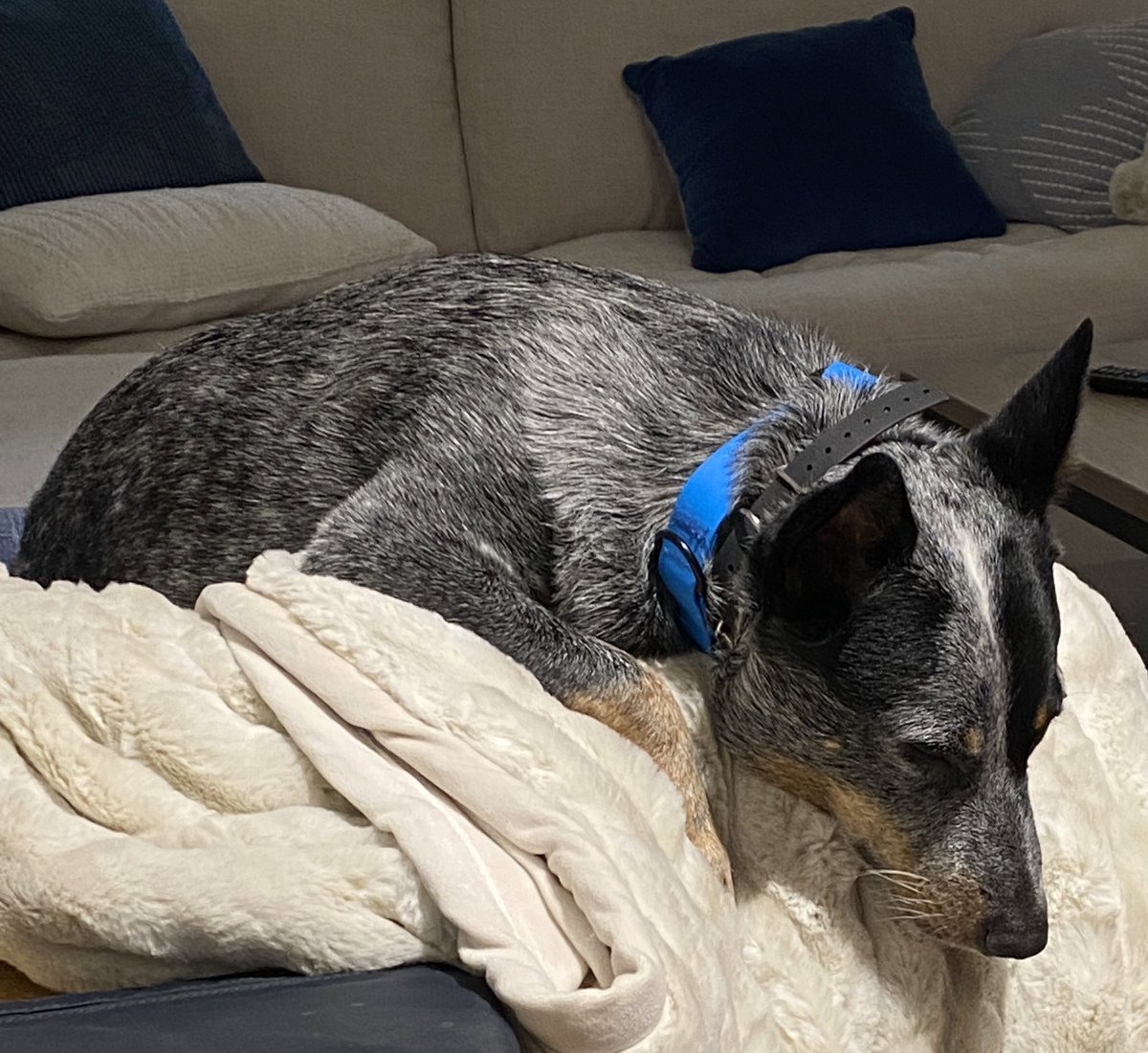 24kate_'s tweet photo. #maxnaps https://t.co/8zgLeihPA6