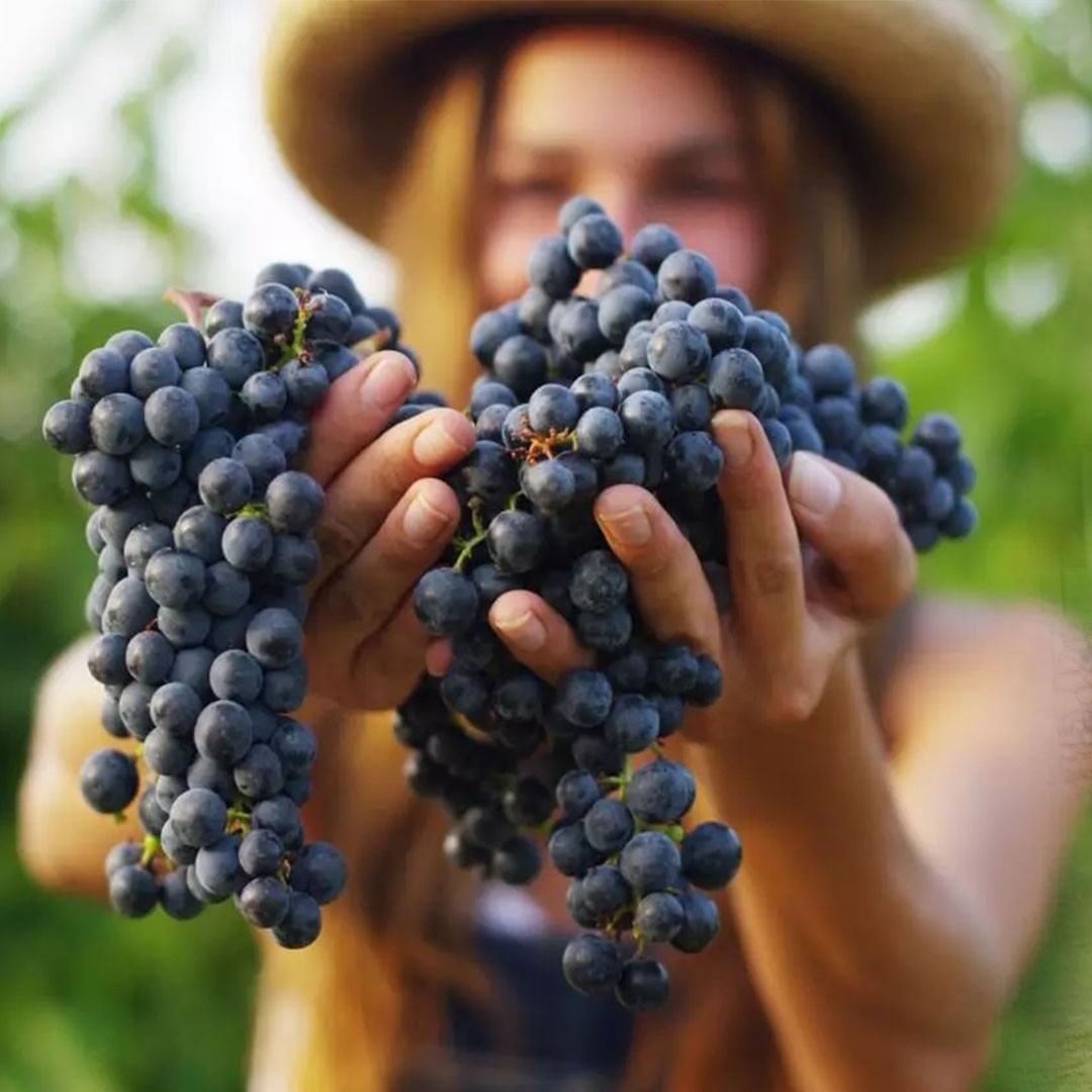 CavasDel's tweet photo. ¿Sabes cuántas 🍇 hay en tu botella de 🍷?

Para una botella de 750 mililitros de vino se necesitan al menos 2 kilos de uva.
#CavasdelMundo #vinoorganico #amantesdelvino https://t.co/jLu60ct1nF