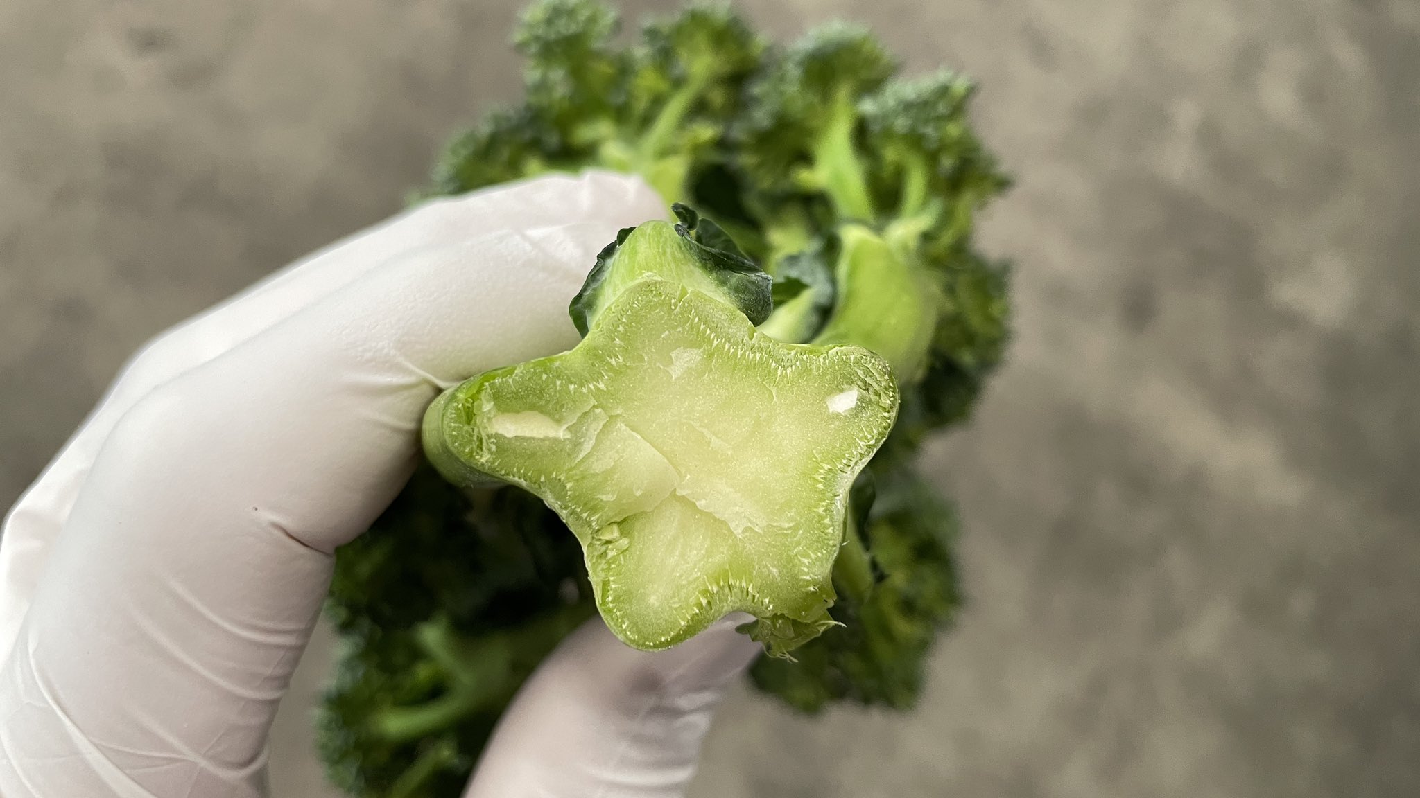 有限会社安井ファーム Q ブロッコリーを切ったら白い何かがあったのですが 食べられますか A 老化によりブロッコリー道管内の 液胞 が失われた状態です 人間でいうとお肌に潤いが足りなくなっているような状態で 病気ではなく老化現象ですので