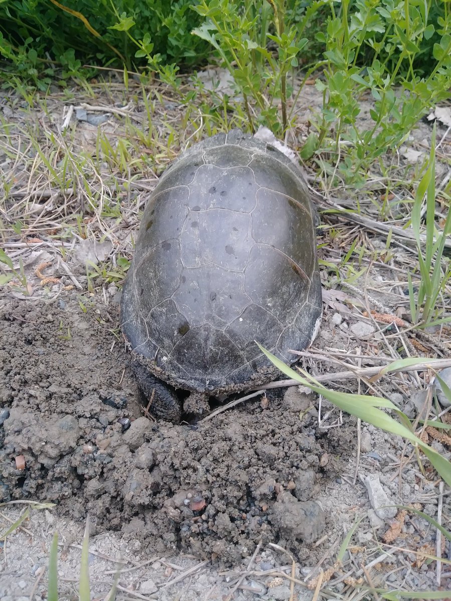 EEekels's tweet photo. @ScienceNorth This turtle is laying her eggs along the edge of my gravel, dead-end road.  Is it better to leave the nest alone or try to protect it somehow? https://t.co/hTc17Oi3vg