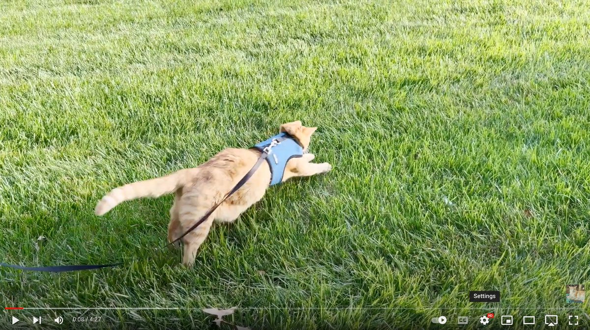 MiaoKittie's tweet photo. Taking #Pumpkin out for a #walk. Enjoying the sunshine and warm weather!
https://t.co/XayItkZS1n
#catvideo, #youtube, #youtubecat, #catyoutube, #tabby, #grassland, #flower, #outdoorfun, #Catwalk https://t.co/YR7pUPx8XK