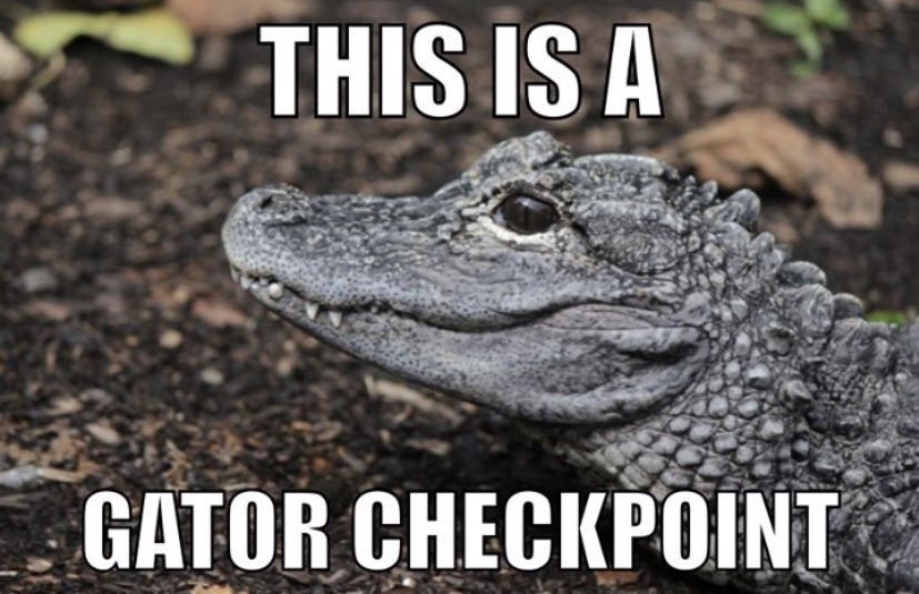 Gators Daily 🐊 on Twitter "🛑 STOP SCROLLING 🛑 THIS IS A GATOR