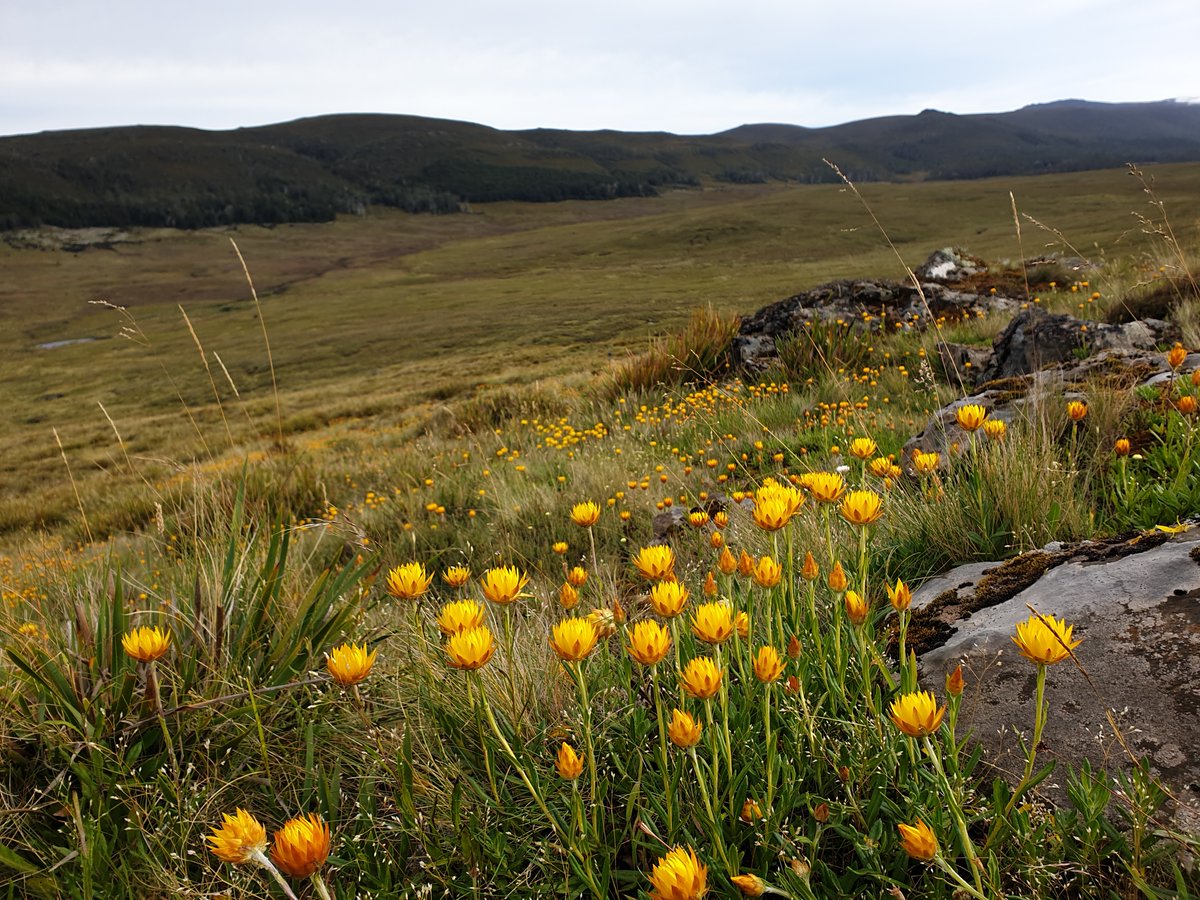Tasmanian Land Conservancy tweet media