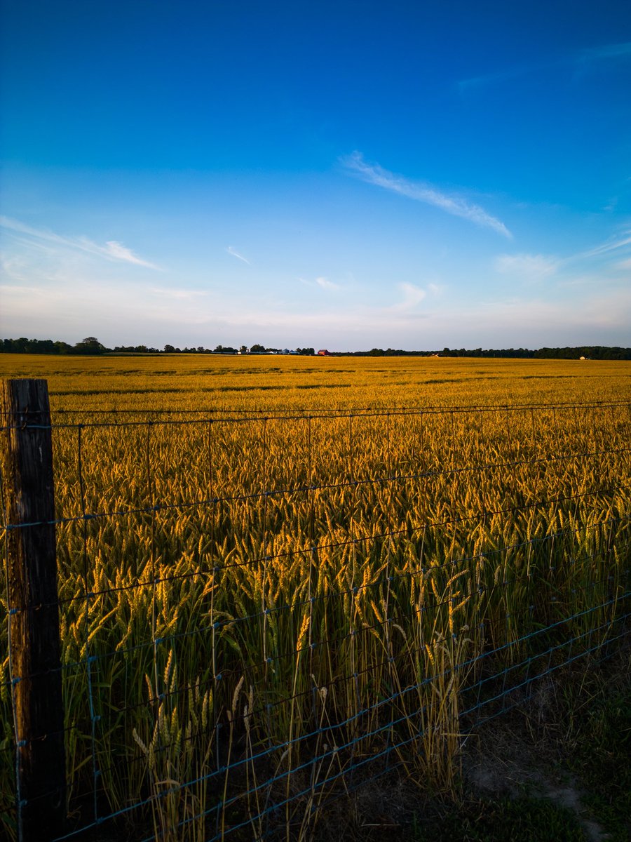 There is nothing better than a sunset over a wheat field!