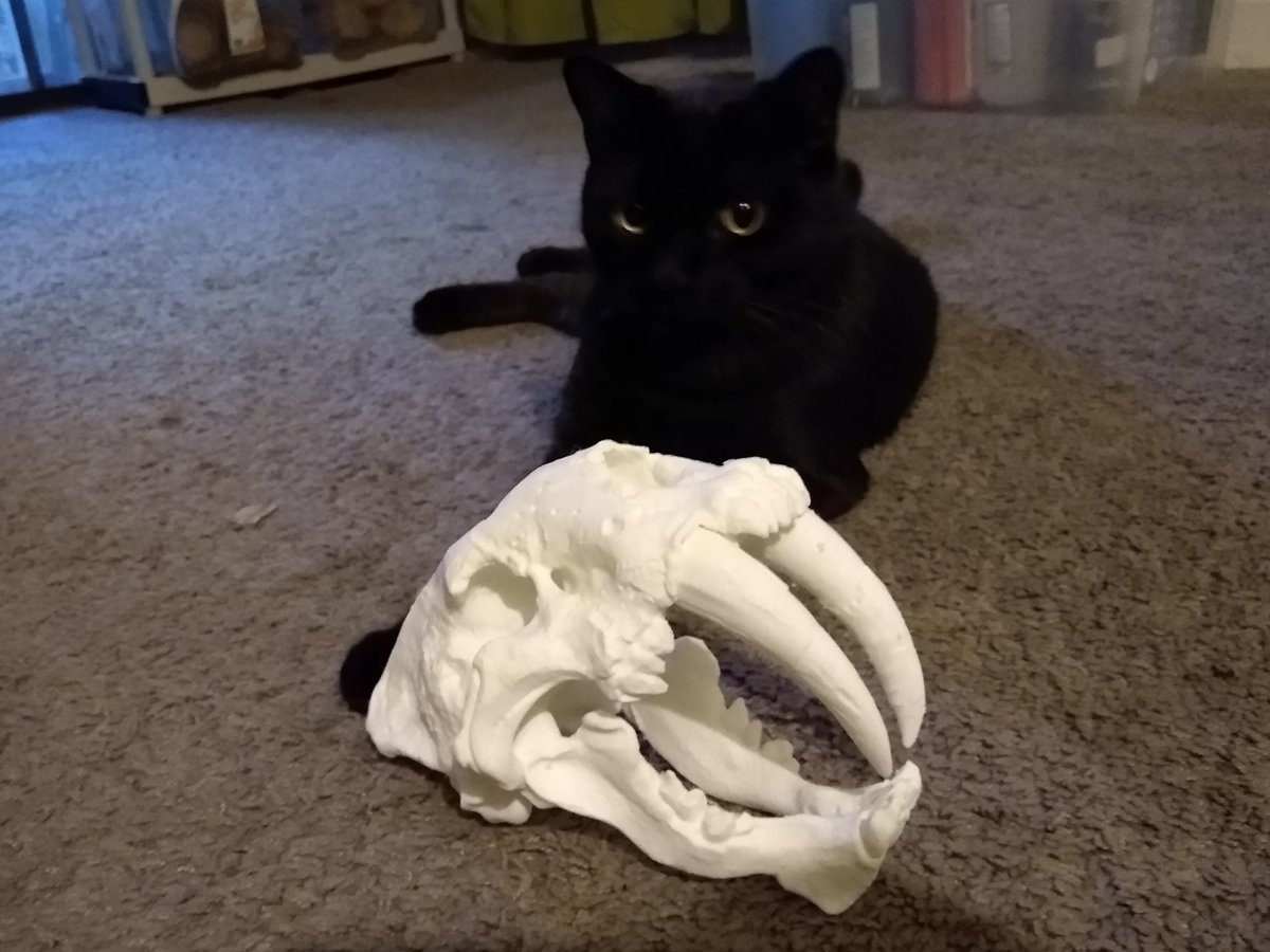 Bangather's tweet photo. Communion with your ancestors is important. #3Dprinting #cat https://t.co/lMIR1Zersq
