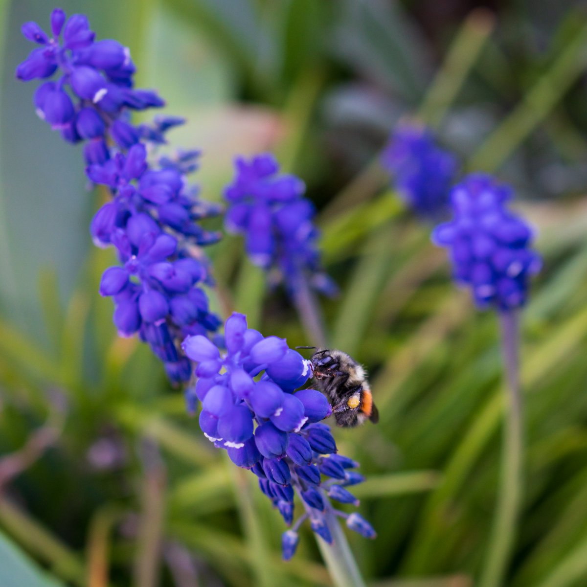 danielhuckmann's tweet photo. Orange-Rumped Bumblebee Pollinating Grape Hyacinth

Portland, Oregon

April 2021

ƒ/4 1/60 35mm ISO 400 https://t.co/X9ob0camXM