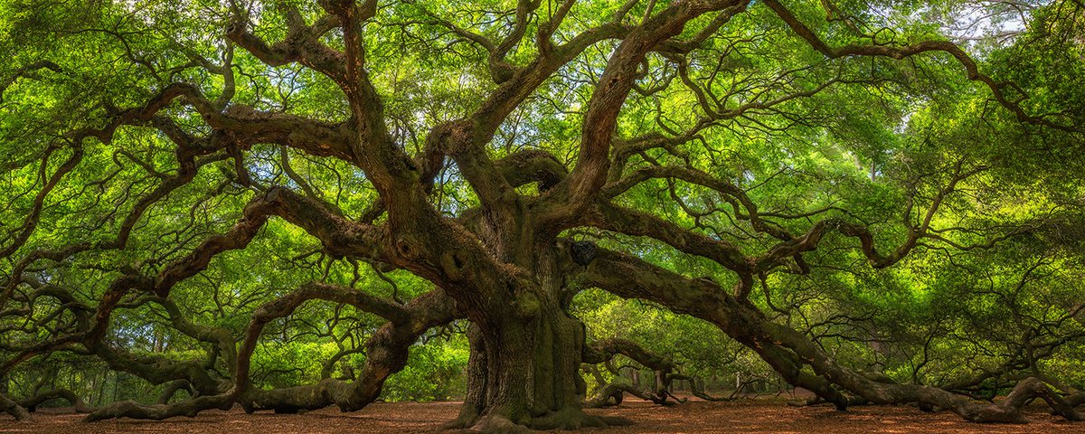 UWA Research (@uwaresearch) on Twitter photo Research <a href="/ahmillar9/">Harvey Millar</a> @plantenergybiol <a href="/SMS_UWA/">Molecular Sci-UWA</a> reveals plants make ‘secret’ decisions about how much carbon to release back into atmosphere via a previously unknown process, a discovery with “profound implications” for the use of plants as carbon stores
> bit.ly/3OnUJim Research <a href="/ahmillar9/">Harvey Millar</a> @plantenergybiol <a href="/SMS_UWA/">Molecular Sci-UWA</a> reveals plants make ‘secret’ decisions about how much carbon to release back into atmosphere via a previously unknown process, a discovery with “profound implications” for the use of plants as carbon stores
> bit.ly/3OnUJim