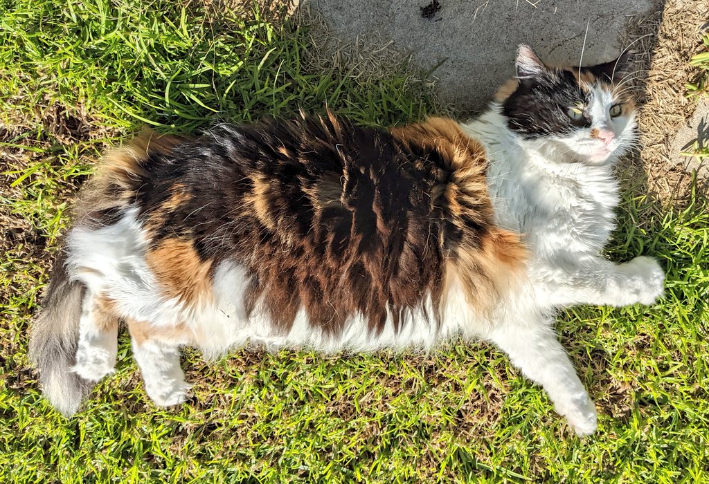 The sun's out again today!! #solarcat #catsoftwitter #relaxolawn