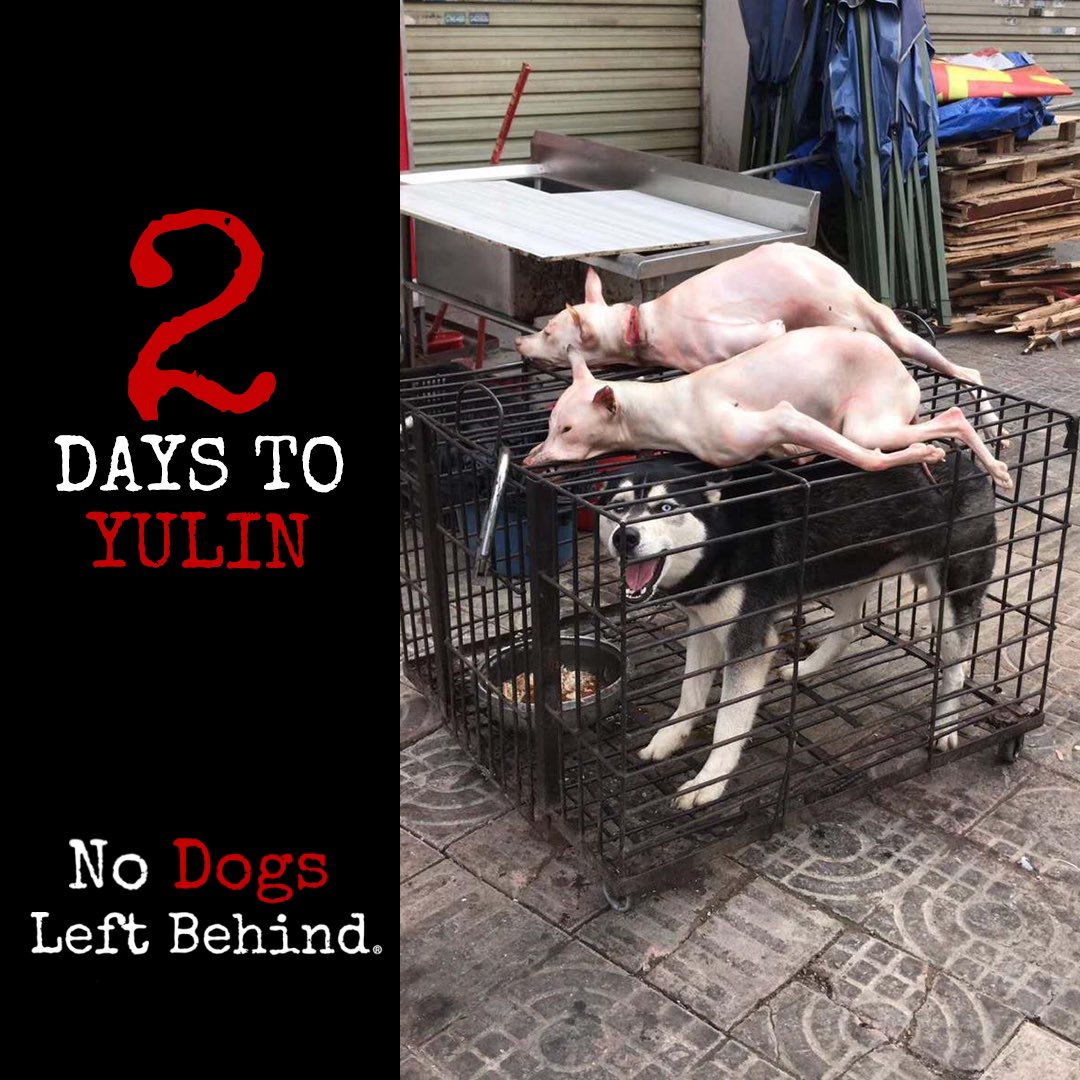 This is the reality…a caged Husky cries out! There are dead skinned dogs on top of his cage! This is what happens at Yulin. This dog is terrified! He smells the death above him. He is next. 

#EndYulin #EndYulinFestival