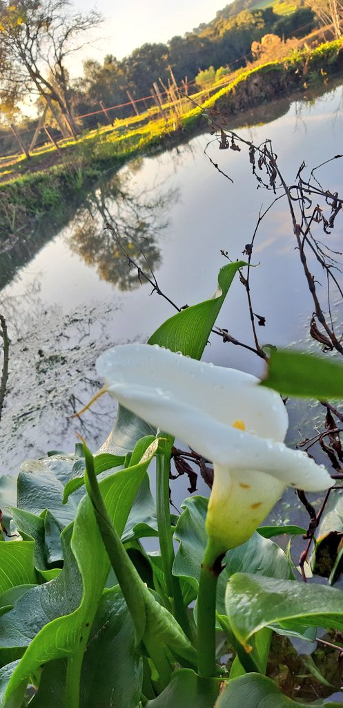 fotos_porai's tweet photo. Andando e fotografando poraí!
#flores #copodeleite https://t.co/16iGPK7c4b