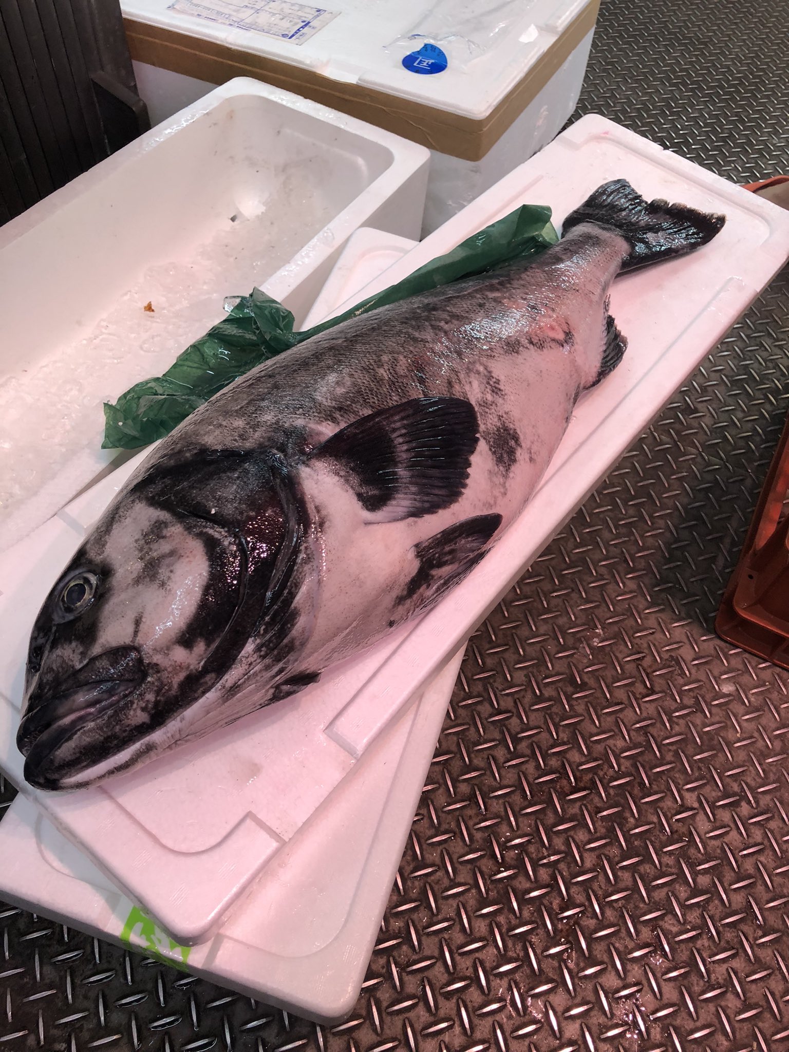 魚草ピストル 本日のお酒 あべ 二兎 まんさくの花 こちら600円 而今 白鶴錦 頑張ります ギリギリ3桁 900円でお願いします そして魚塚に危険な魚来ました アブラボウズ 日本酒 アメ横 ふくはら酒店 魚草 魚塚 T Co Thatybc7mn Twitter