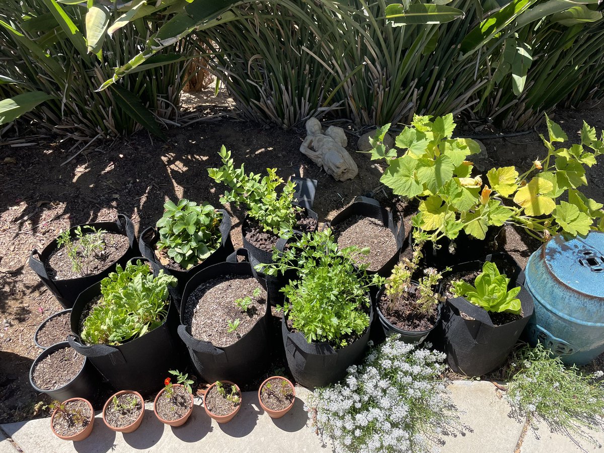 juliet__evans's tweet photo. Sunday plant update? Its been like 3 or 4 weeks and the pumpkins are taking over. Sunflowers are all almost blooming❤️ I love #plants :) https://t.co/sbsundoSx9
