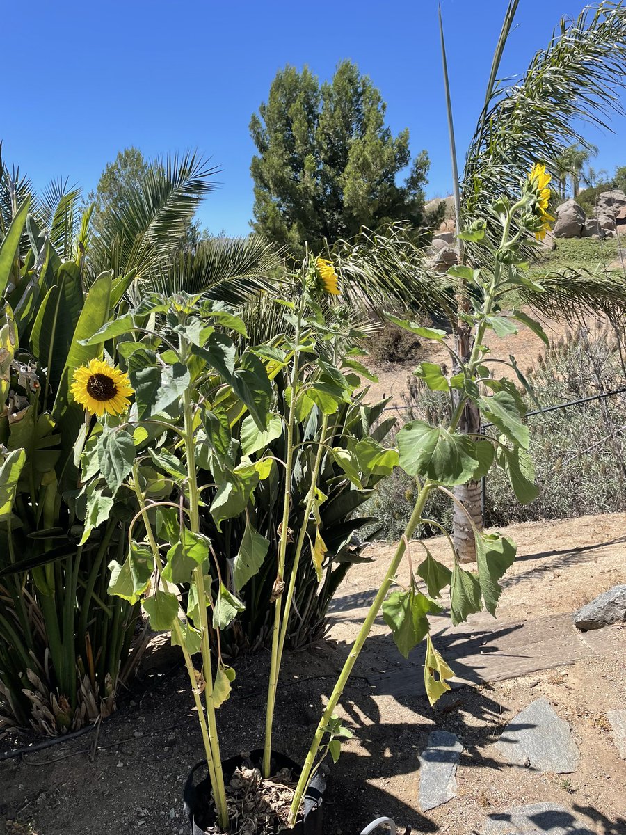 juliet__evans's tweet photo. Sunday plant update? Its been like 3 or 4 weeks and the pumpkins are taking over. Sunflowers are all almost blooming❤️ I love #plants :) https://t.co/sbsundoSx9