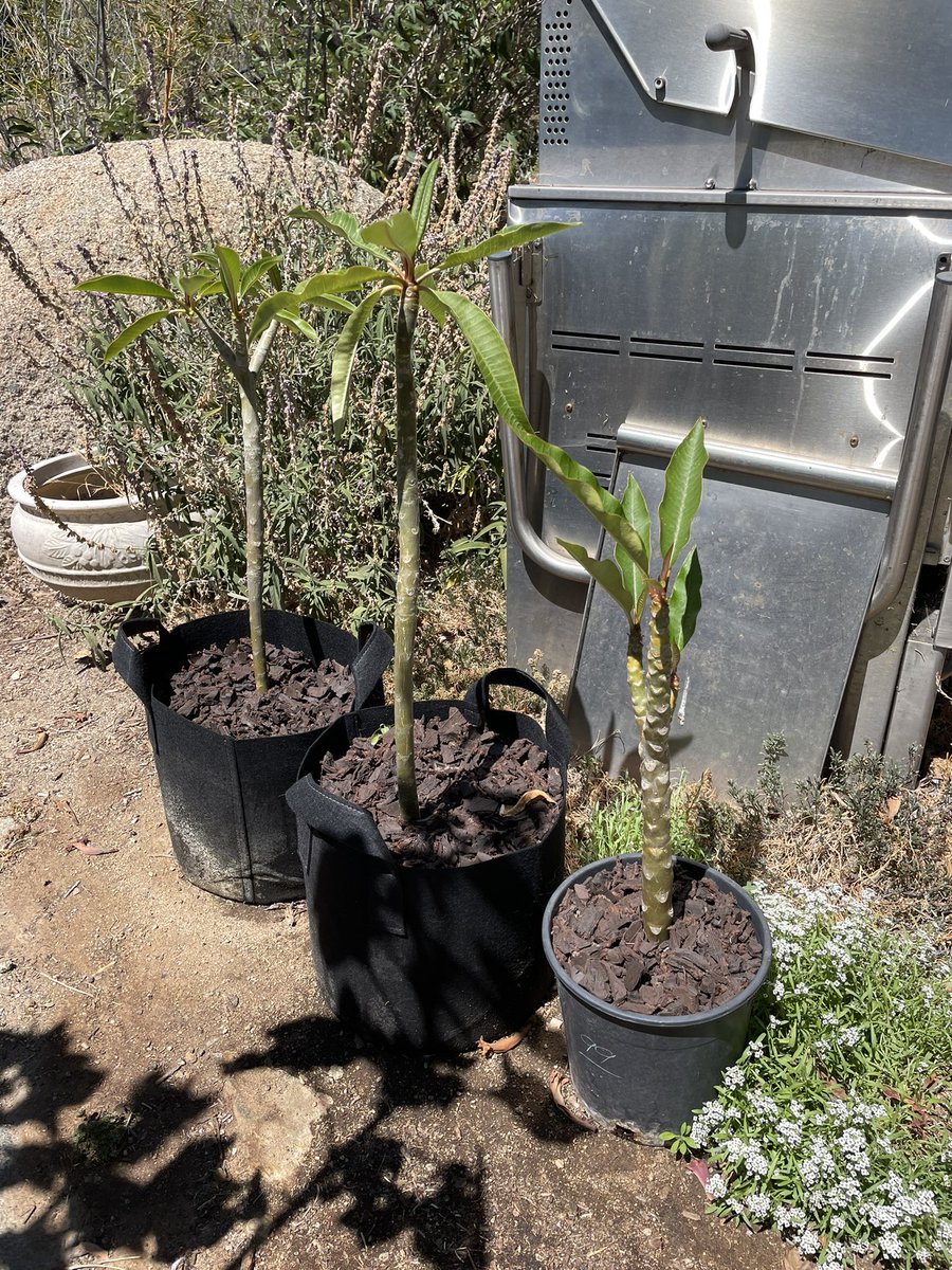juliet__evans's tweet photo. Sunday plant update? Its been like 3 or 4 weeks and the pumpkins are taking over. Sunflowers are all almost blooming❤️ I love #plants :) https://t.co/sbsundoSx9
