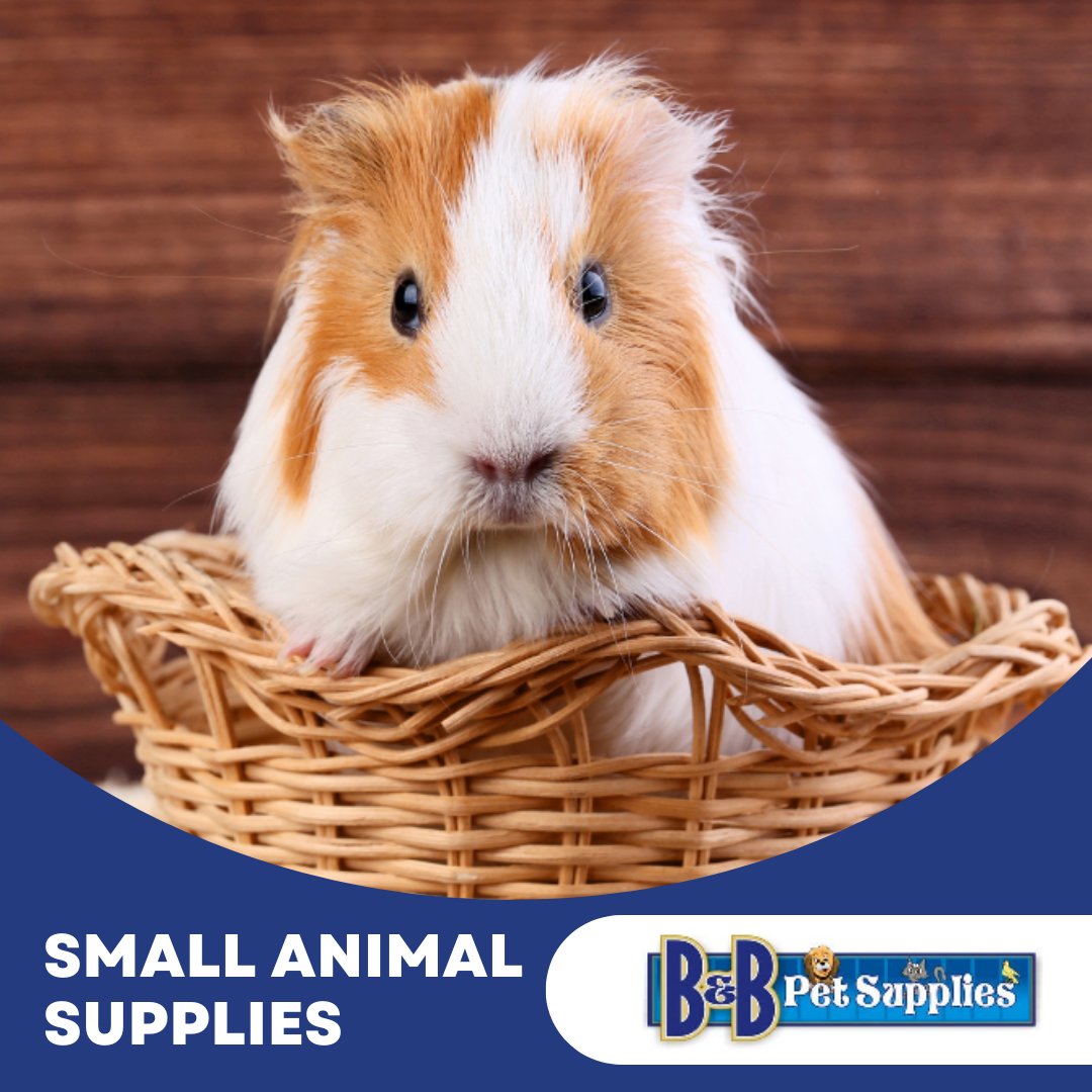 We carry a wide selection of products for all types of small furry creatures.
If we don't have what you're looking for, let us know and we will help source it through our suppliers.
bbpetsupplies.com
bbpetsupplies@gmail.com
#mitchellontario #bandbpetsupplies