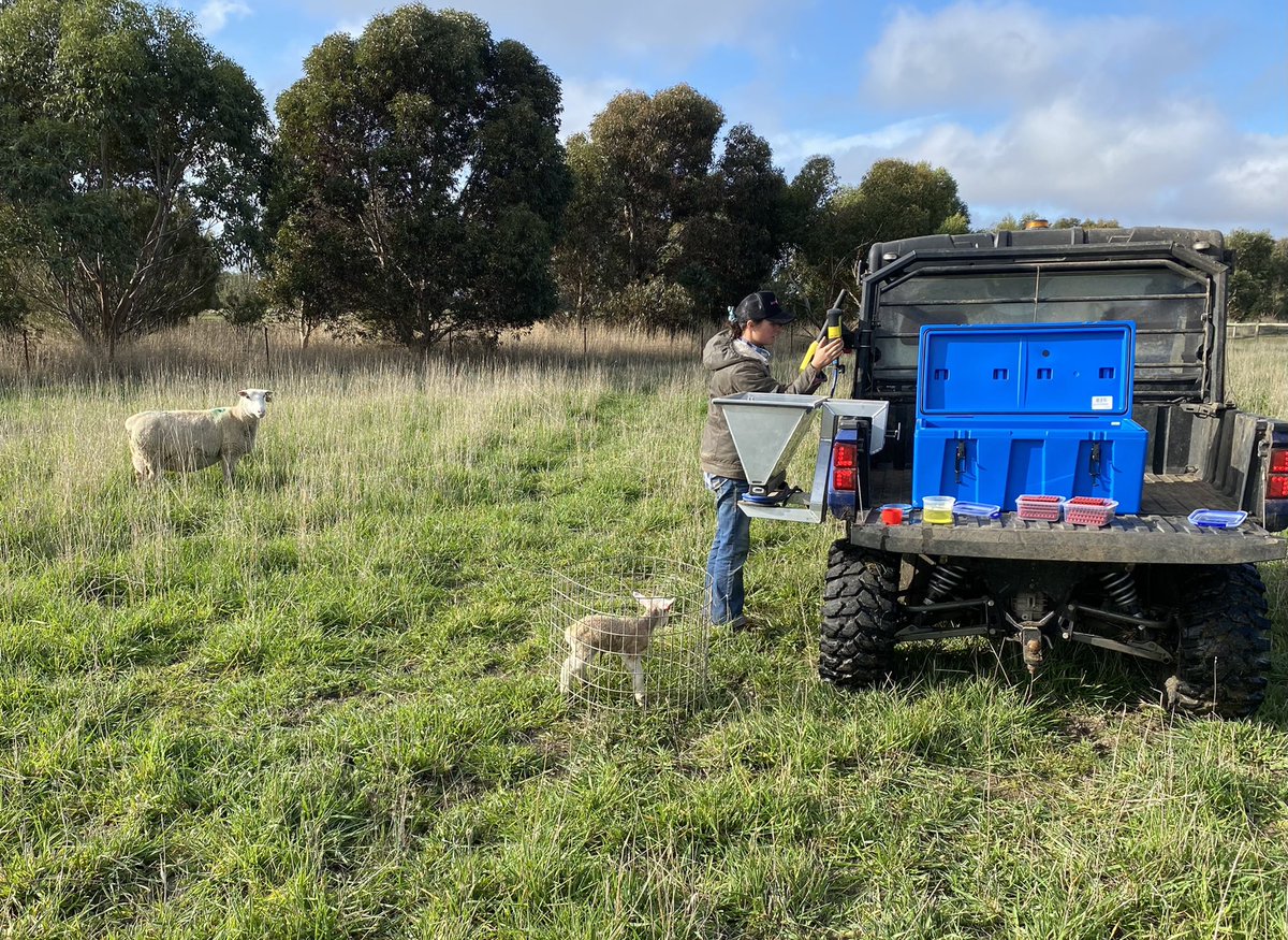 Lambing is well underway. Getting highly accurate data recording on all our lambs is our number one priority to ensure Gemini ASBV data is top quality.