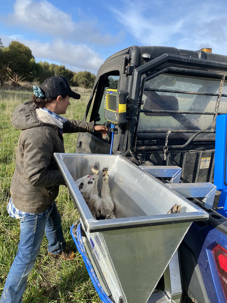 GeminiPrimeLambSires tweet media