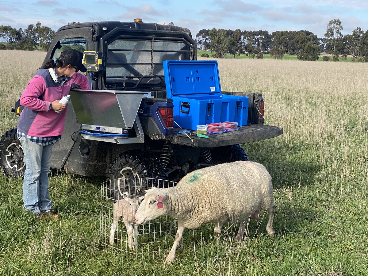 GeminiPrimeLambSires tweet media