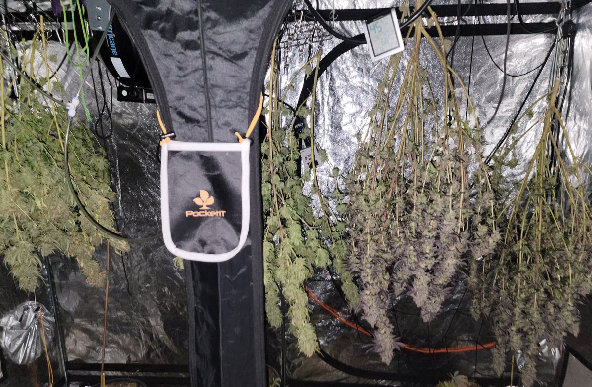 Pushed these girls to 85 days. Bucked + choped. Gunna try to push it to 10 days drying b4 trim/cure

#GMO #GarlicBreath #ForbiddenZkittles #runtzXZkittles #Mmemberville #growyourown #HomeGrown #masscannabiscommunity #grassachusetts #cannabis #CannabisCommunity #WeedLovers