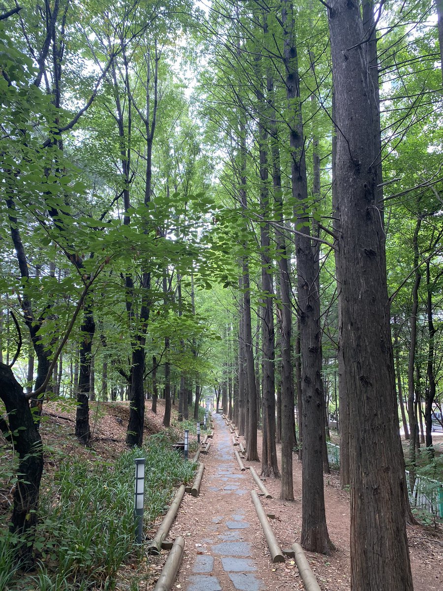 JoinMetalcraft's tweet photo. 도심 속 길…🌱 다들 월요일 잘 시작하셨나요…! 주말로 돌아가고 싶어요…..🥲 https://t.co/BGtjtq8Rto