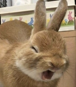 Bunnies (@rabbiteveryhour) on Twitter photo 