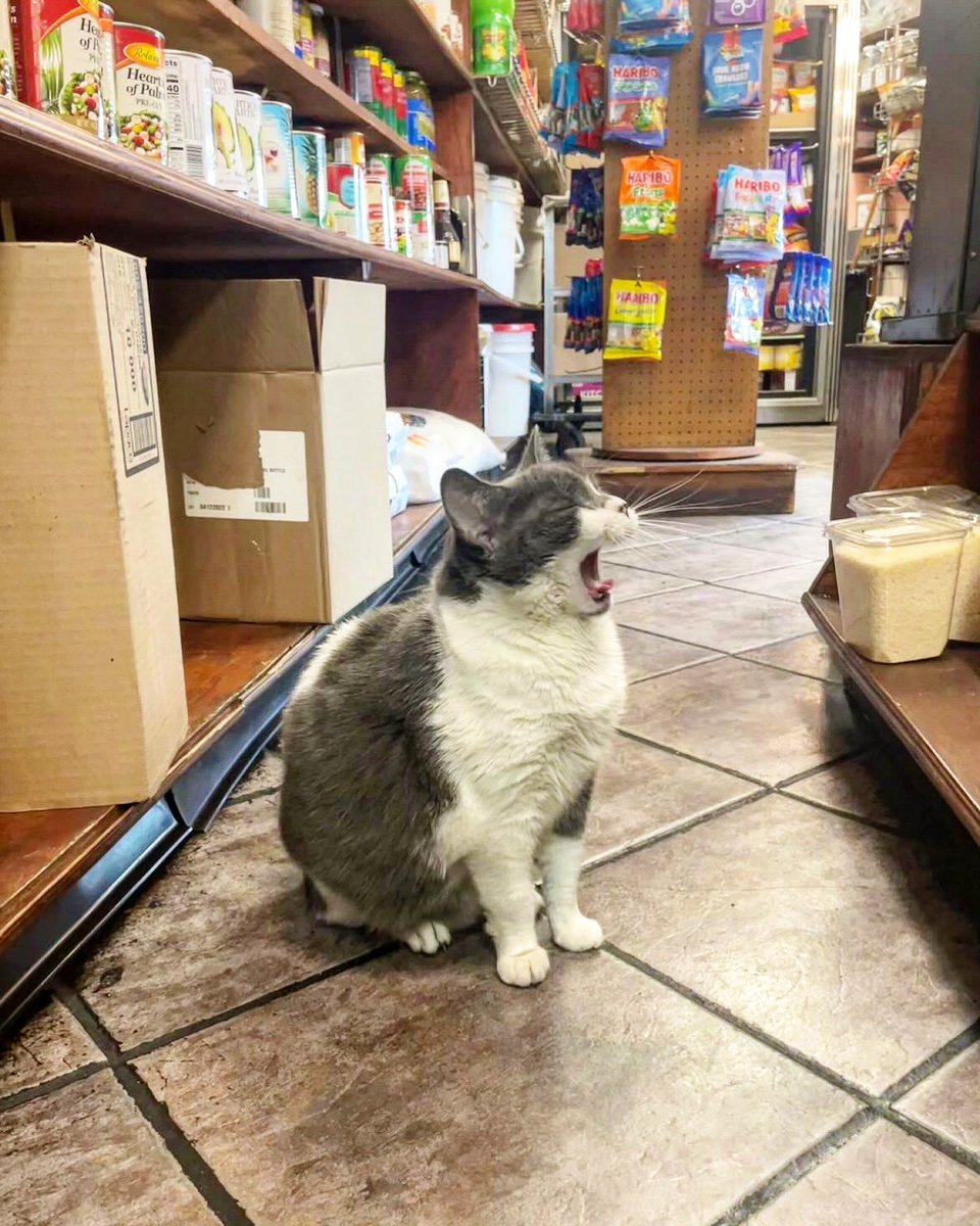 Bodega Cats (@bodegacats_) on Twitter photo 
