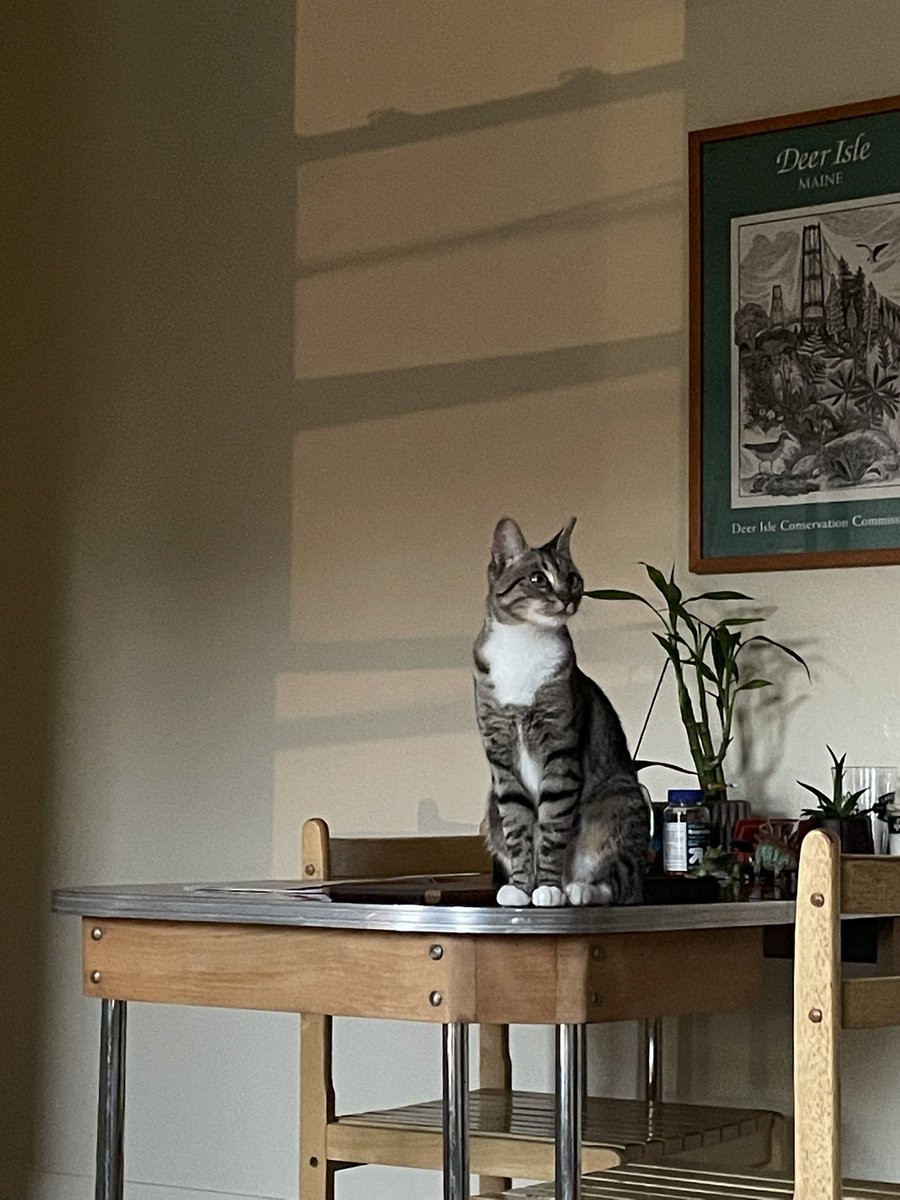 lyle_vanpelt's tweet photo. My cat Kiki! She is very nice 👍🏻 https://t.co/2M3GVrlQT5
