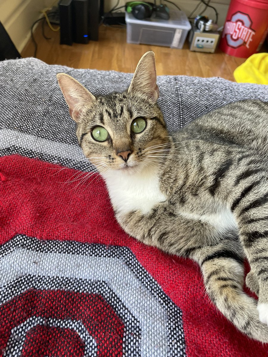 lyle_vanpelt's tweet photo. My cat Kiki! She is very nice 👍🏻 https://t.co/2M3GVrlQT5