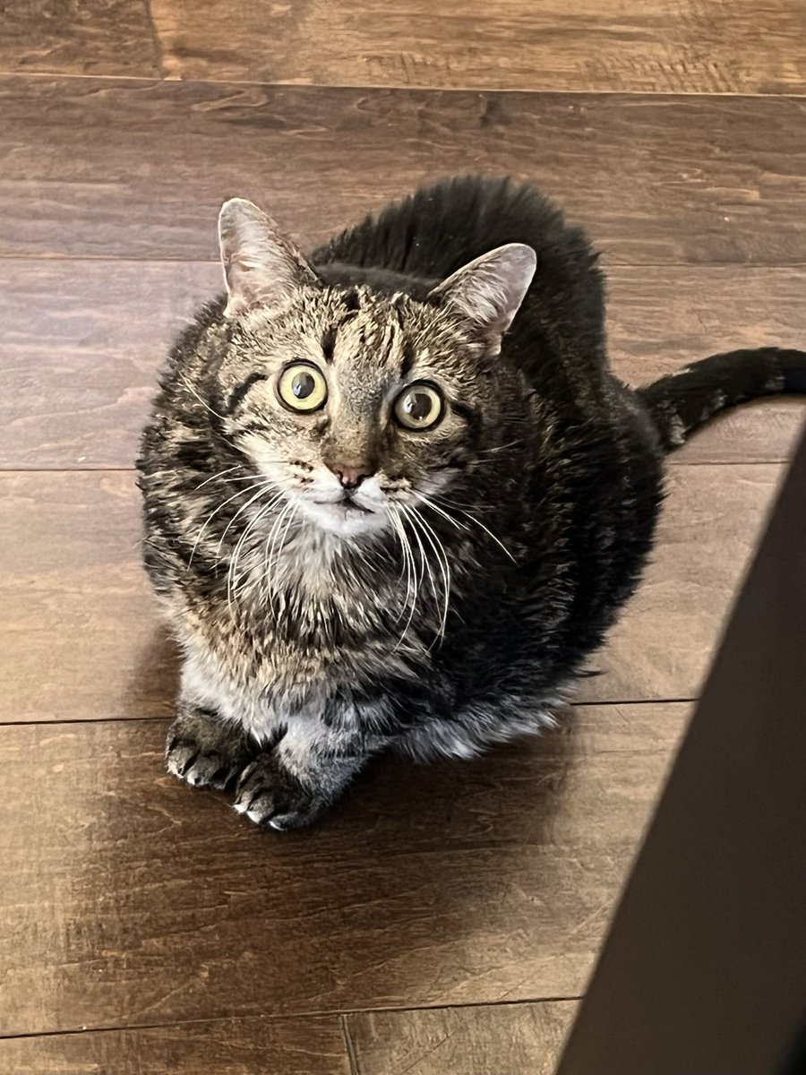 codingtacos's tweet photo. @LitMoose She wanted my bacon 🥓 https://t.co/R4qoKrmx48
